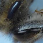 Andonstar ADSM301 5inch Display HDMI Microscope 1080P Digital Microscope Camera With LED and Big Bas